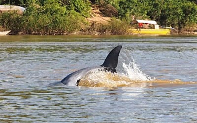 Dolphin Twilight Camp and kayaking (Nov-May)